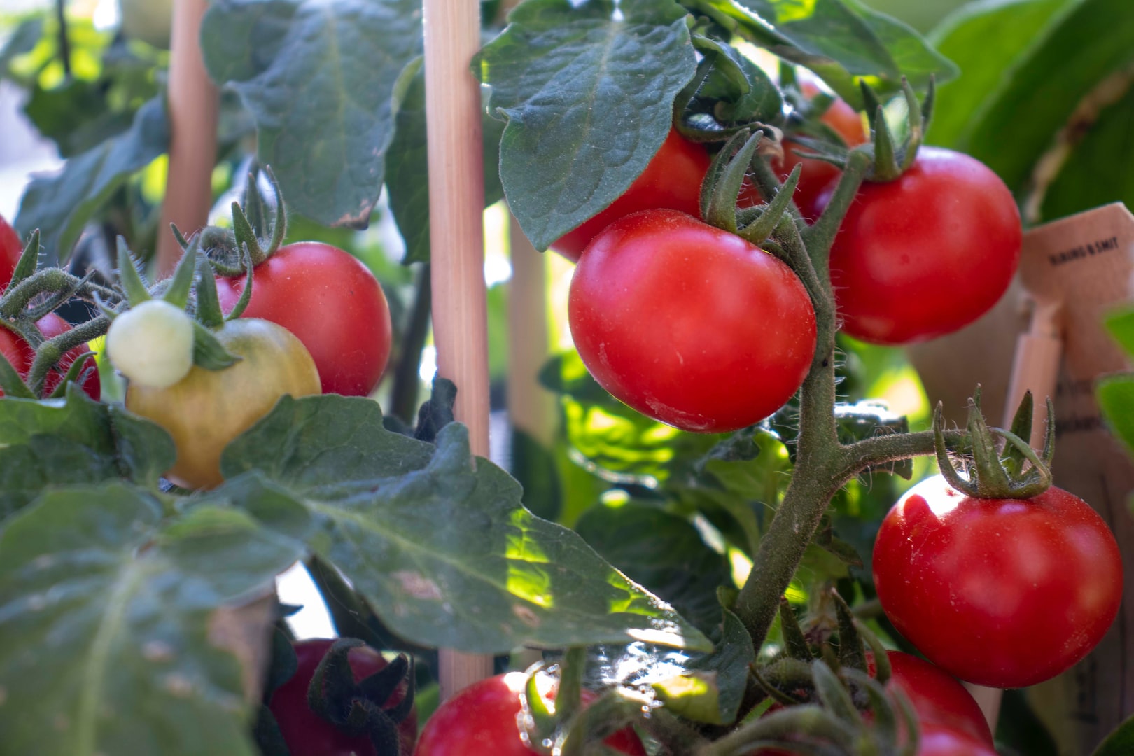 roubos-greenhouses-blogs